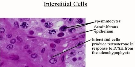 Interstitial Cell of Cajal - Assignment Point