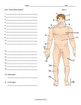 Body Regions Quiz by Biologycorner | TPT