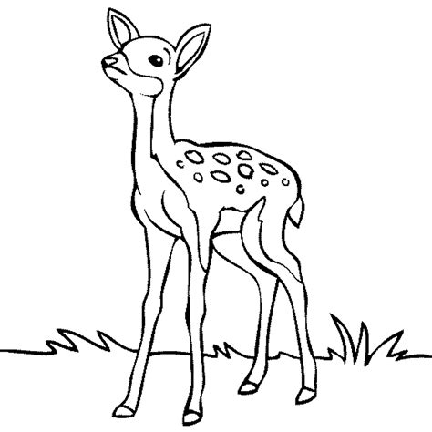 Baby Deer Coloring Page - Coloring Home