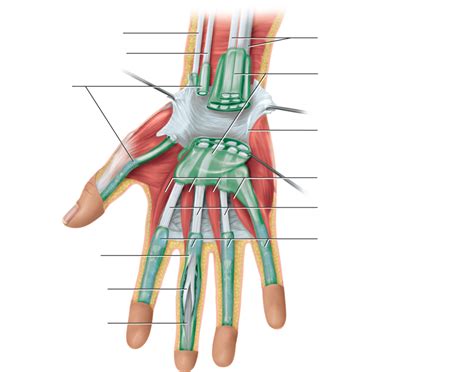 Flexor Tendon Sheath