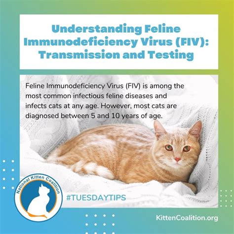 Understanding Feline Immunodeficiency Virus (FIV): Transmission and ...