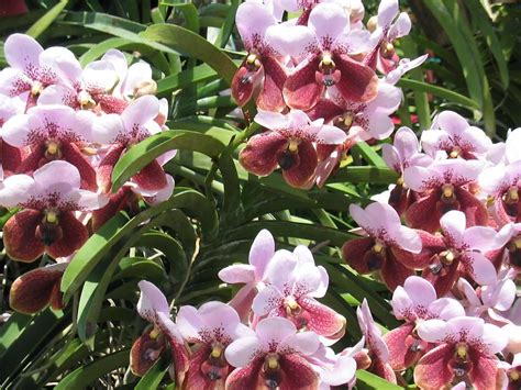 Make It Davao: Orchid Capital of the Philippines