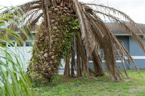 Premium Photo | Dead palm tree with dry branches on florida home ...