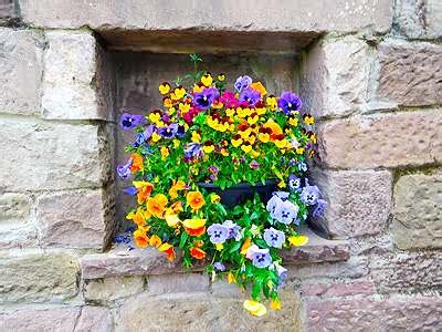 Daily Jigsaw Puzzle 2021-06-30 Flowers in a Wall - JigZone.com