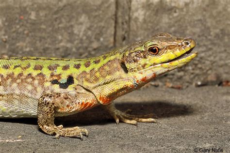 Southern Italian Wall Lizard - Podarcis siculus siculus