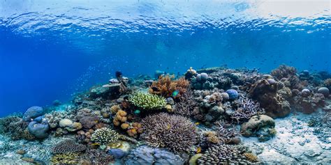 The Coral Triangle: The Centre of Marine Biodiversity — The Marine Diaries