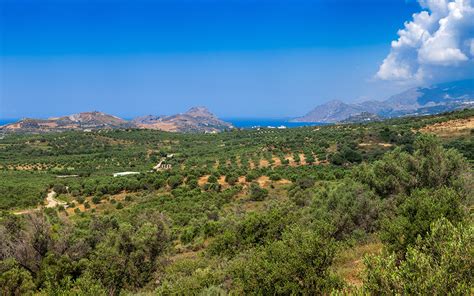 Living Monuments of Crete: The Oldest Olive Trees in the World - Greece Is