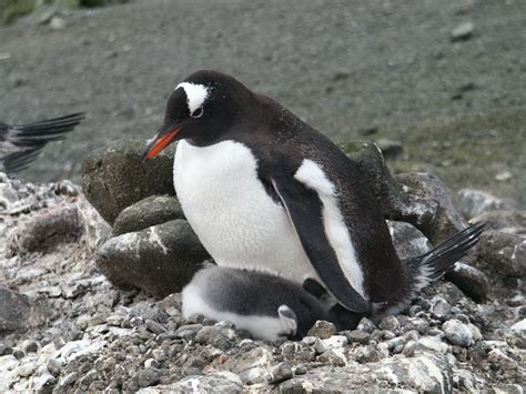 Gentoo Penguin – Geeky Girl Engineer