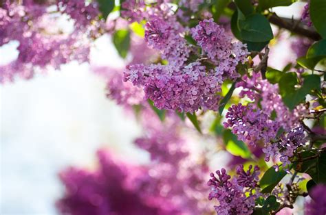 Lilac Flower - Purple Photo (34733577) - Fanpop