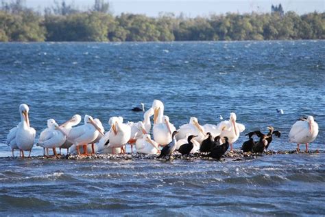 J. N. "Ding" Darling National Wildlife Refuge at Sanibel Island | Sanibel island, Sanibel island ...