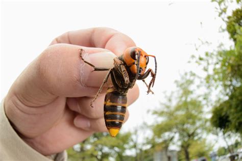 Murder hornets: The Asian giant hornet has arrived. Bees beware. - Vox