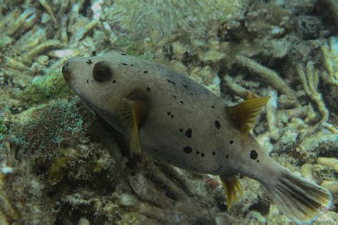 Black Spotted Pufferfish – Facts,Video and Photographs