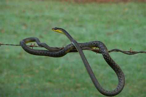 Green Tree Snakes (Dendrelaphis punctulata) | A non venomous… | Flickr