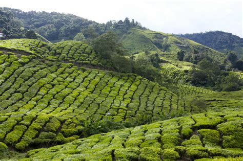 Malaysian Tea Plantations of the Cameron Highlands – Planet and Go