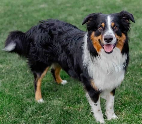 English Shepherd vs Australian Shepherd - Breed Comparison