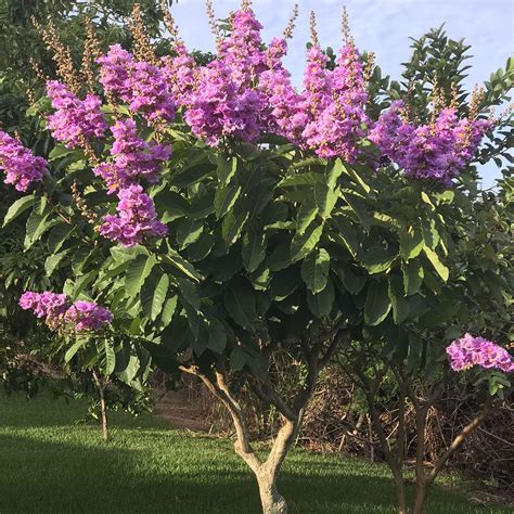 Queen Crape Myrtle (Lagerstroemia speciosa | Tooth Mountain Nursery