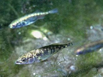 Stickleback | fish | Britannica