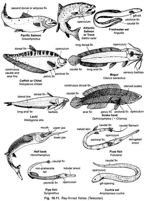 Classification of Advanced Ray-Finned Bony Fishes | Chordata | Zoology