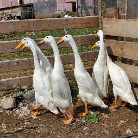 Dusky Feathers Waterfowl - White Indian Runner Ducks