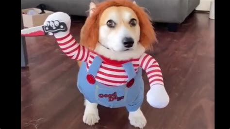 Dog ‘going for’ a scary look with Chucky costume fails, ends up looking ...