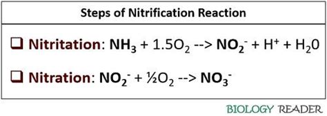 What is Nitrification? Definition, Process & Factors Affecting - Biology Reader