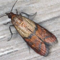 Hartford's Complete Guide To Pantry Moth Control