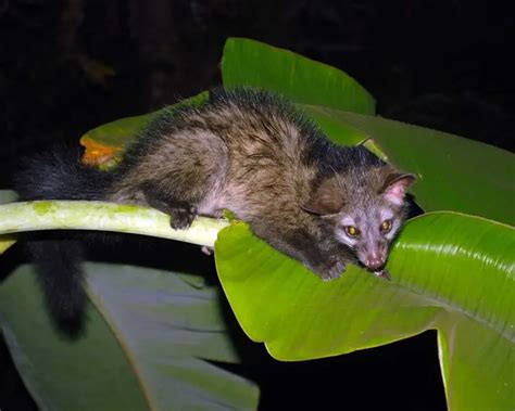 Asian Palm Civet - Facts, Diet, Habitat & Pictures on Animalia.bio