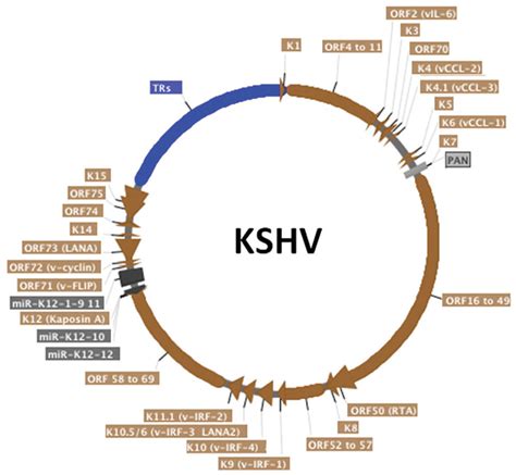 Schematic representation of the circularized KSHV genome. The terminal... | Download Scientific ...