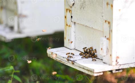 Bee apiary bee hive for harvesting honey, Beekeeper beehive with bees flying to the landing ...