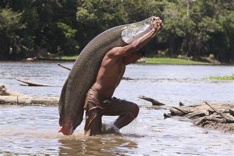 Amazing Arapaima: Photos of the Amazon's Biggest Fish | Live Science