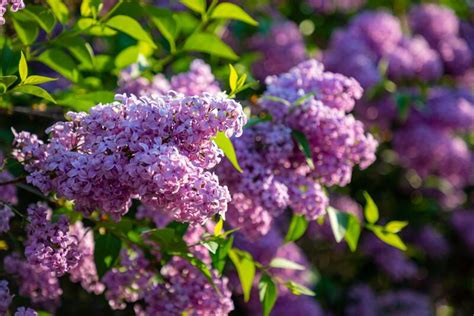 Everything You Need to Know About Lilac Plant Care | ShrubHub