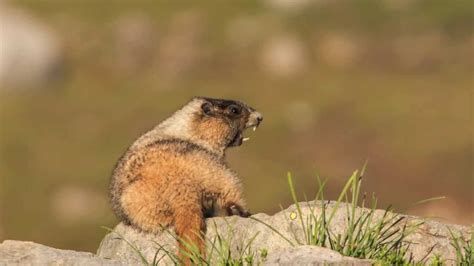 Hoary Marmot whistling - YouTube