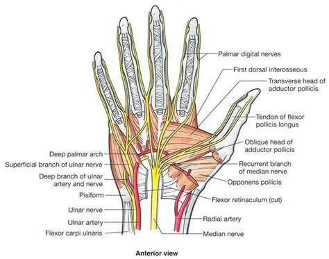 Hand Anatomy and Function | Bone and Spine