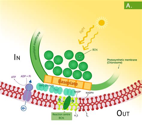 Green Sulfur Bacteria Photosynthesis