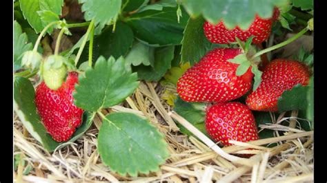 What Are Runners In Plants? | What Is a Plant Runner? | Strawberry Runners - YouTube