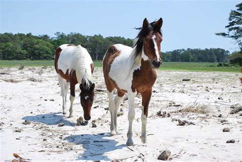 Kotalpa - Chincoteague Pony Auction