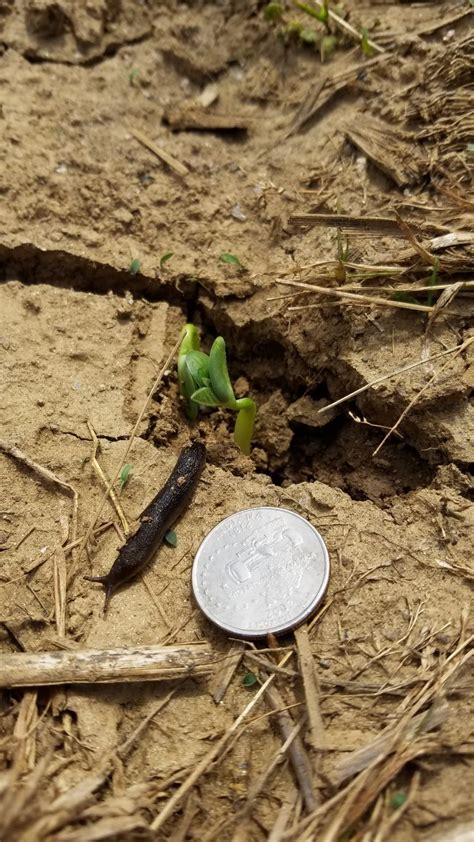 Monitoring Fields for Slug Damage – Maryland Agronomy News