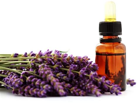 13 Surprising Benefits of Lavender Essential Oil | Organic Facts