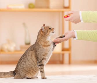 Cat Training - Obedience Tips for Your New Cat