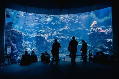 5 Events to Experience at Waikiki Aquarium | Oahu Hawaii