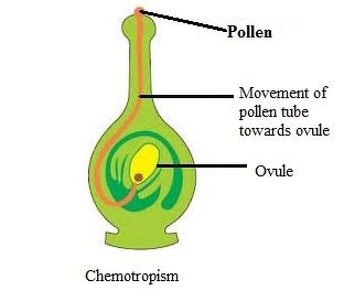 need a diagram to explain chemotropism plz answer fast - Science - Control and Coordination ...