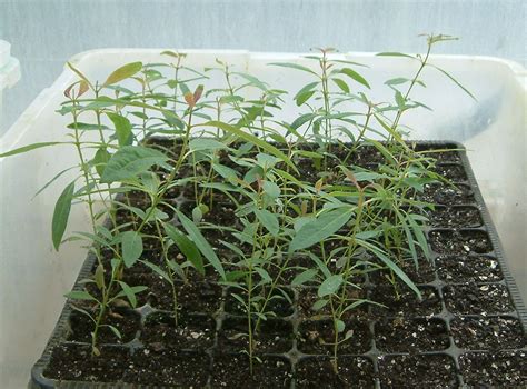 Eucalyptus deglupta seeds - For Sale - PalmTalk