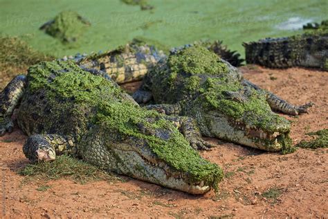 Saltwater Crocodile, Australia | Stocksy United