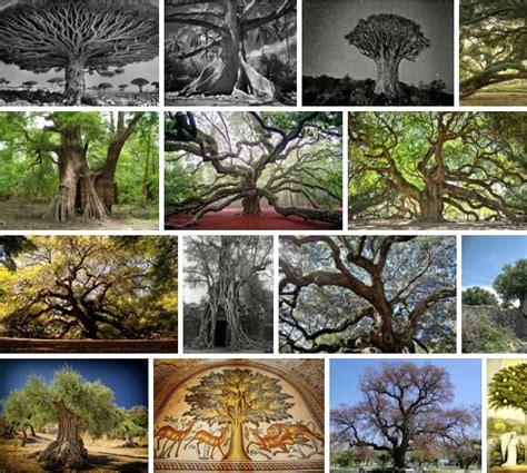 Trees of Antiquity - Reviews & Comments 2021 | Tree Types