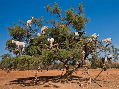 Some people believe Morocco's 'goat trees' are a hoax - Insider