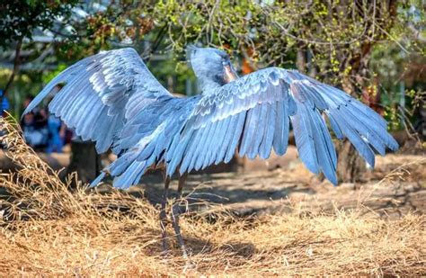 Shoebill Stork - Description, Habitat, Image, Diet, and Interesting Facts