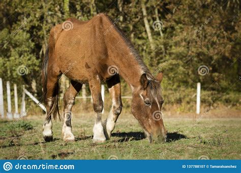 Old Chestnut Horse Grazing in the Meadow Under the Sun Stock Image - Image of lovely, domestic ...