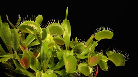 How to Take Care of Carnivorous Plants