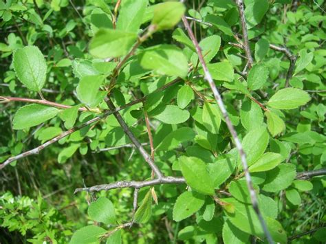 Trees Planet: Prunus spinosa - Blackthorn - Sloe