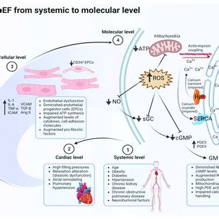 Key mechanisms in HFpEF. Various pathophysiology targets for new ...